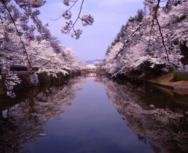 上杉神社桜.jpg